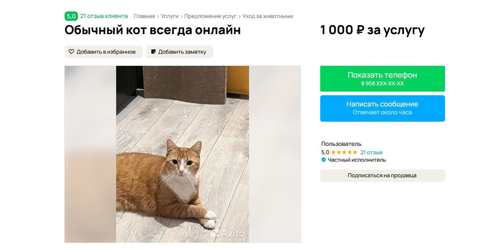 «Марсик прислал вам видео» — новая услуга на Авито: подписка на котика