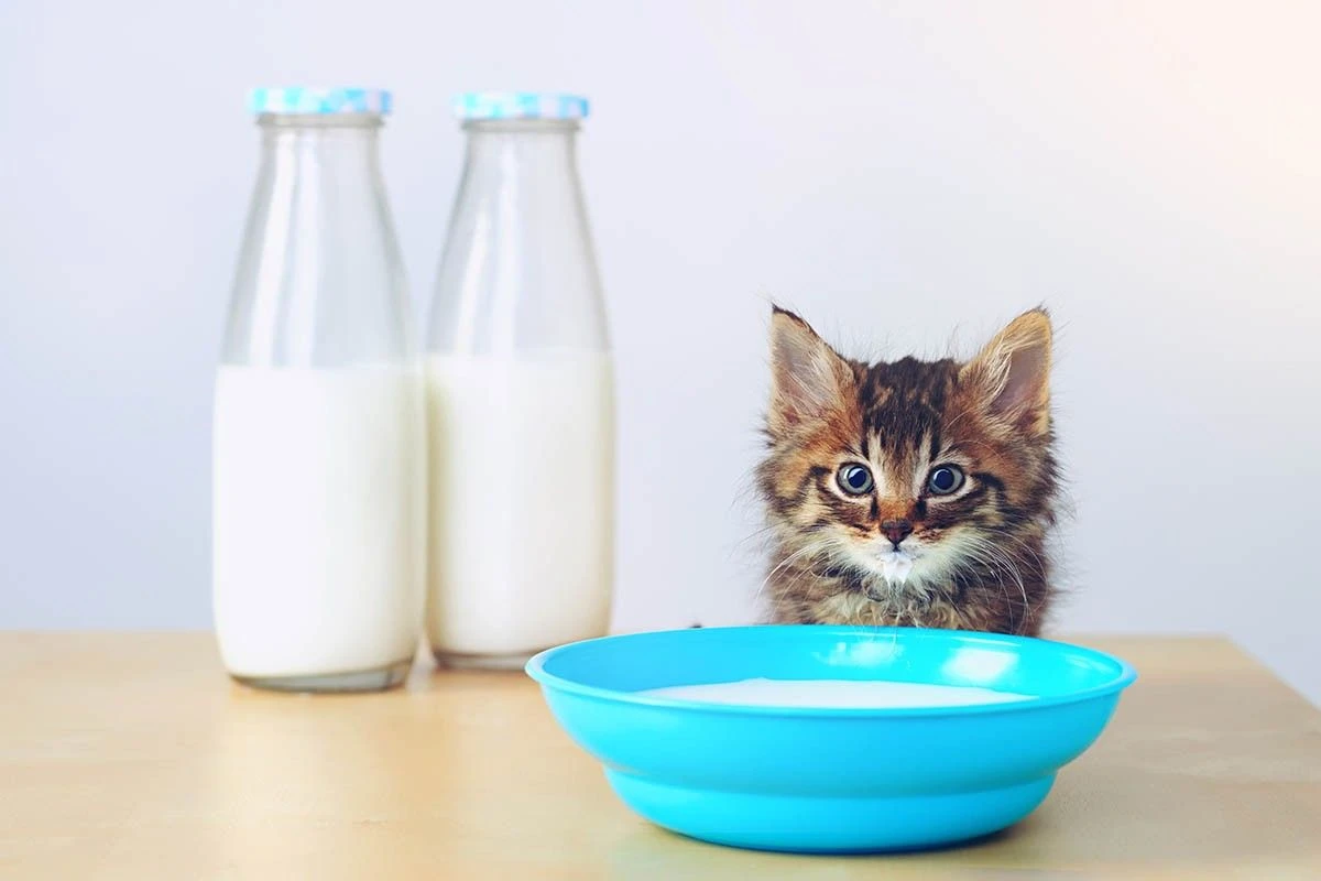 можно ли котам пить молоко