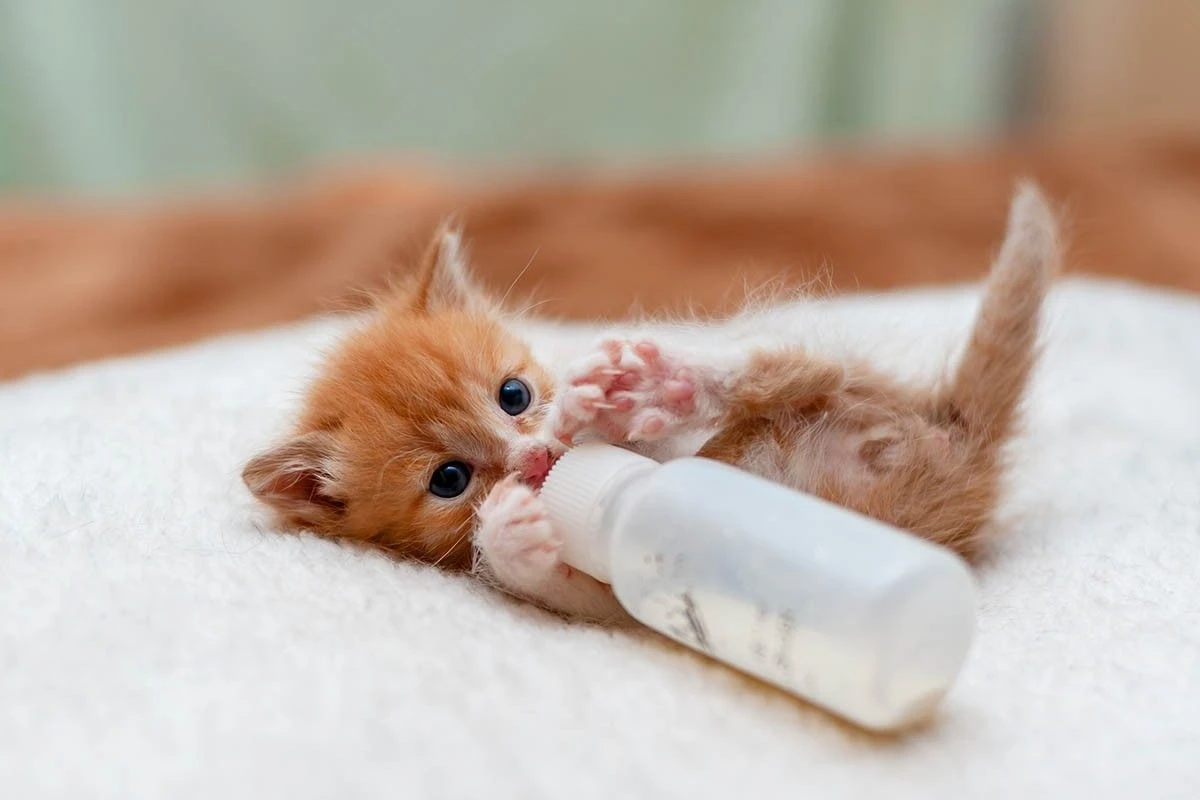 как кормить котят