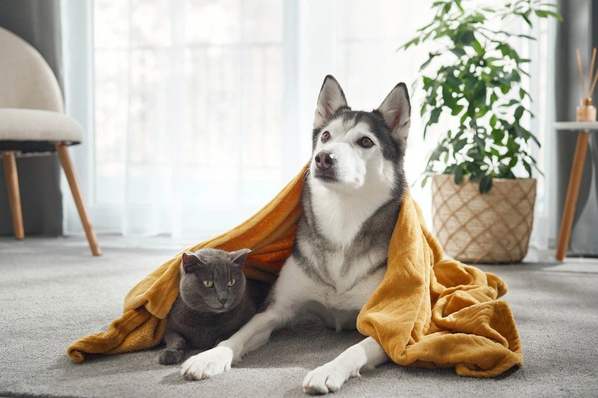 кот и пес