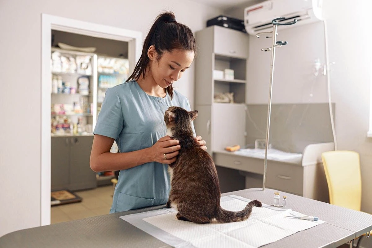 кот в клинике
