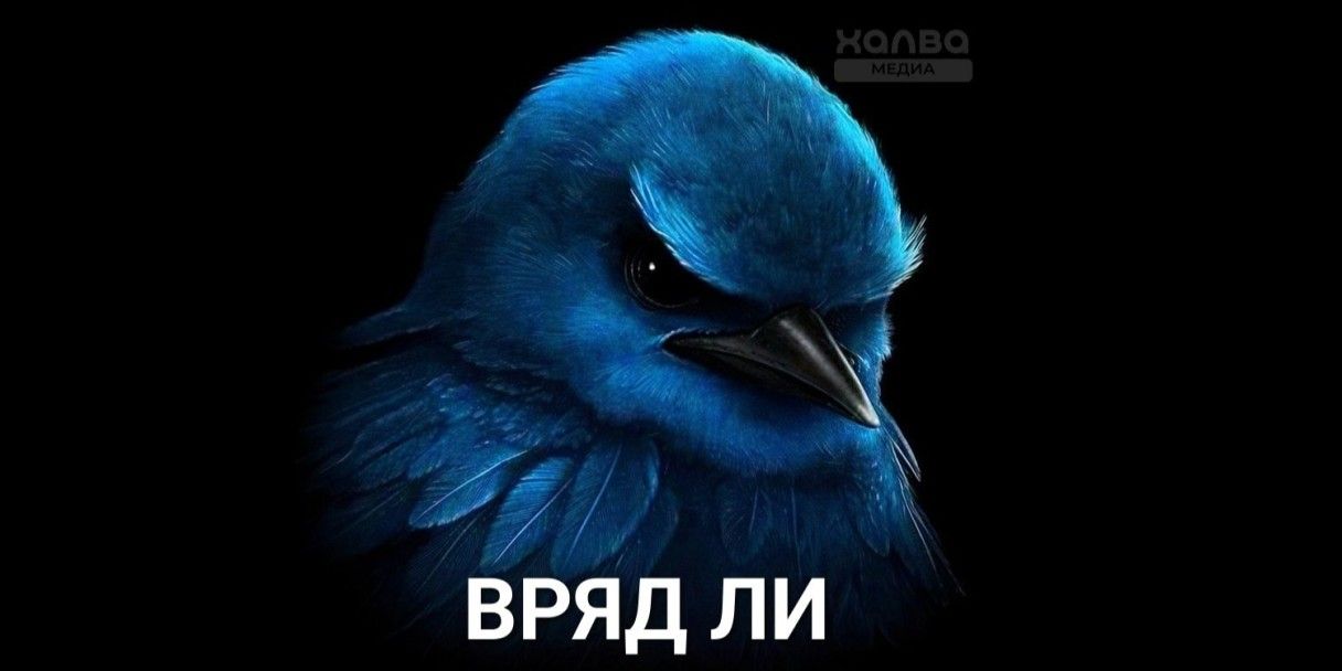 «Вряд ли»: что за мем с грозной птицей синицей