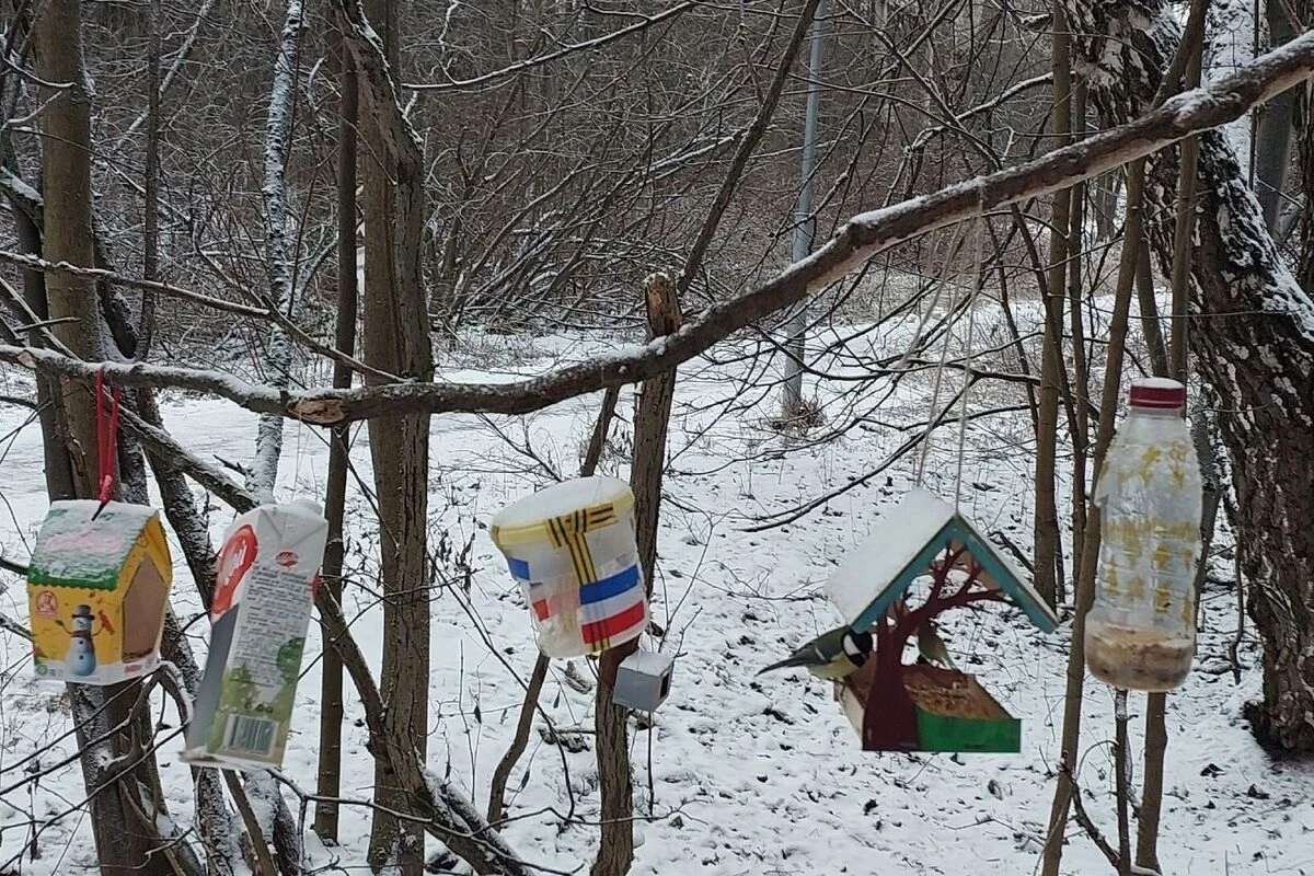 корм для птиц
