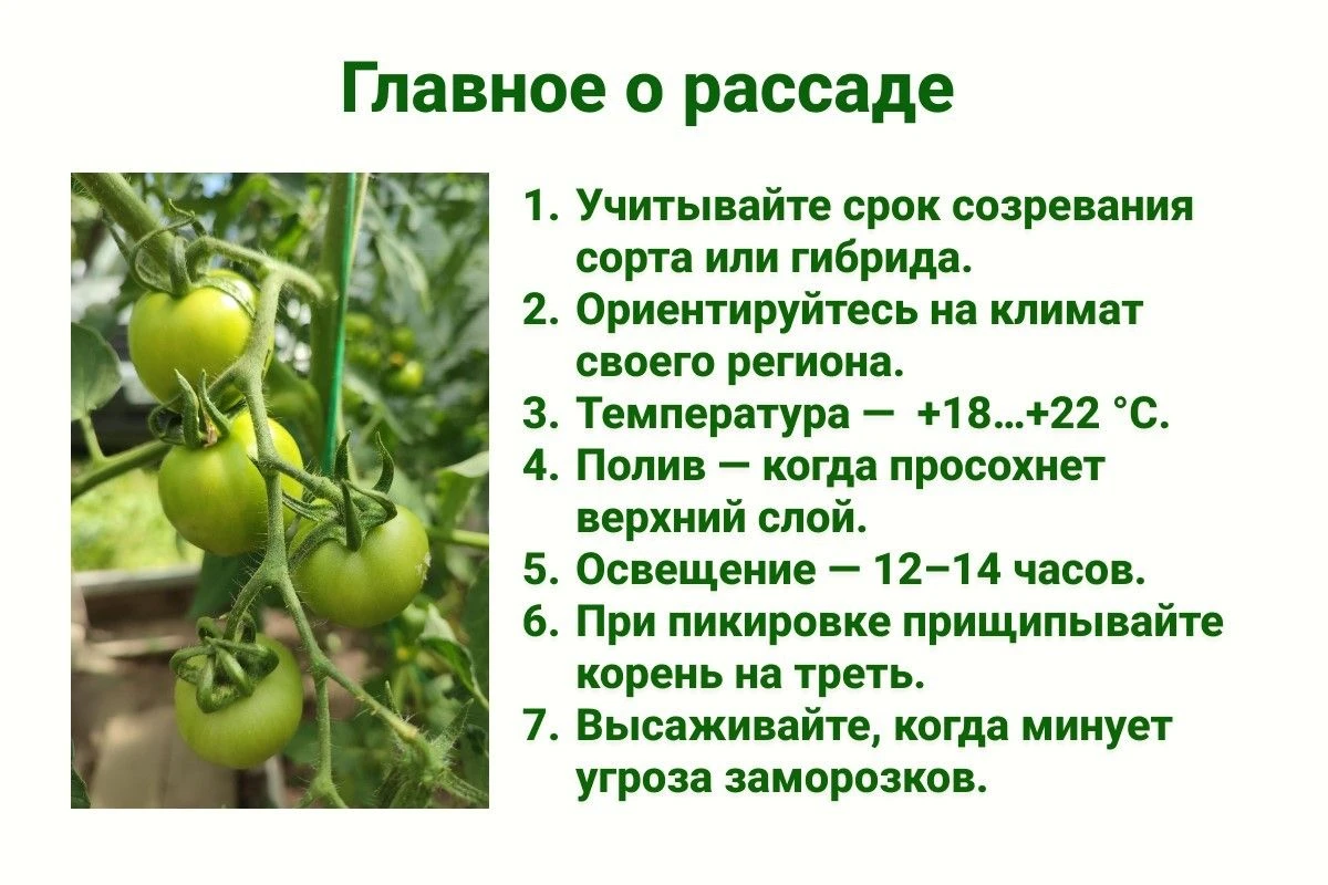 помидоры