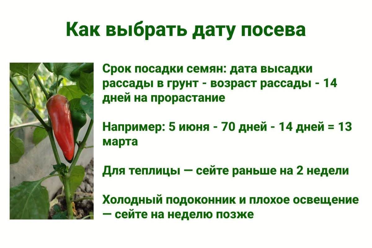 когда сажать перцы на рассаду