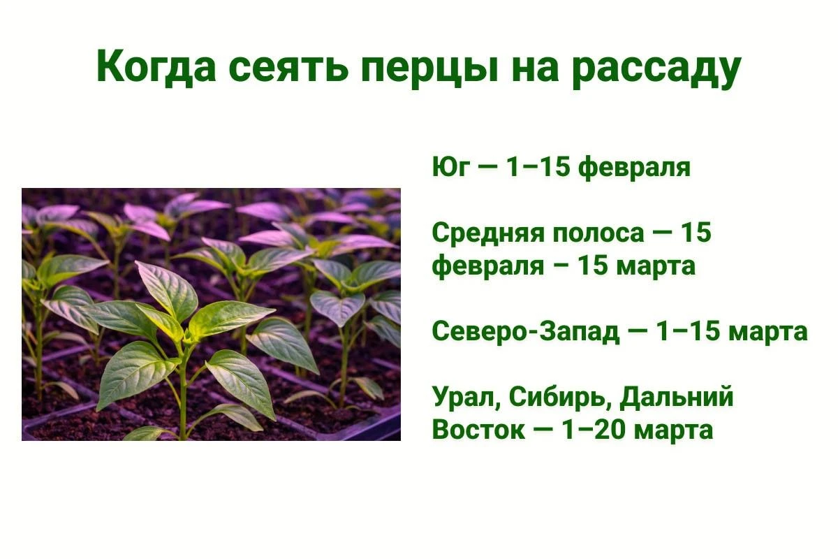 когда сажать болгарский перец