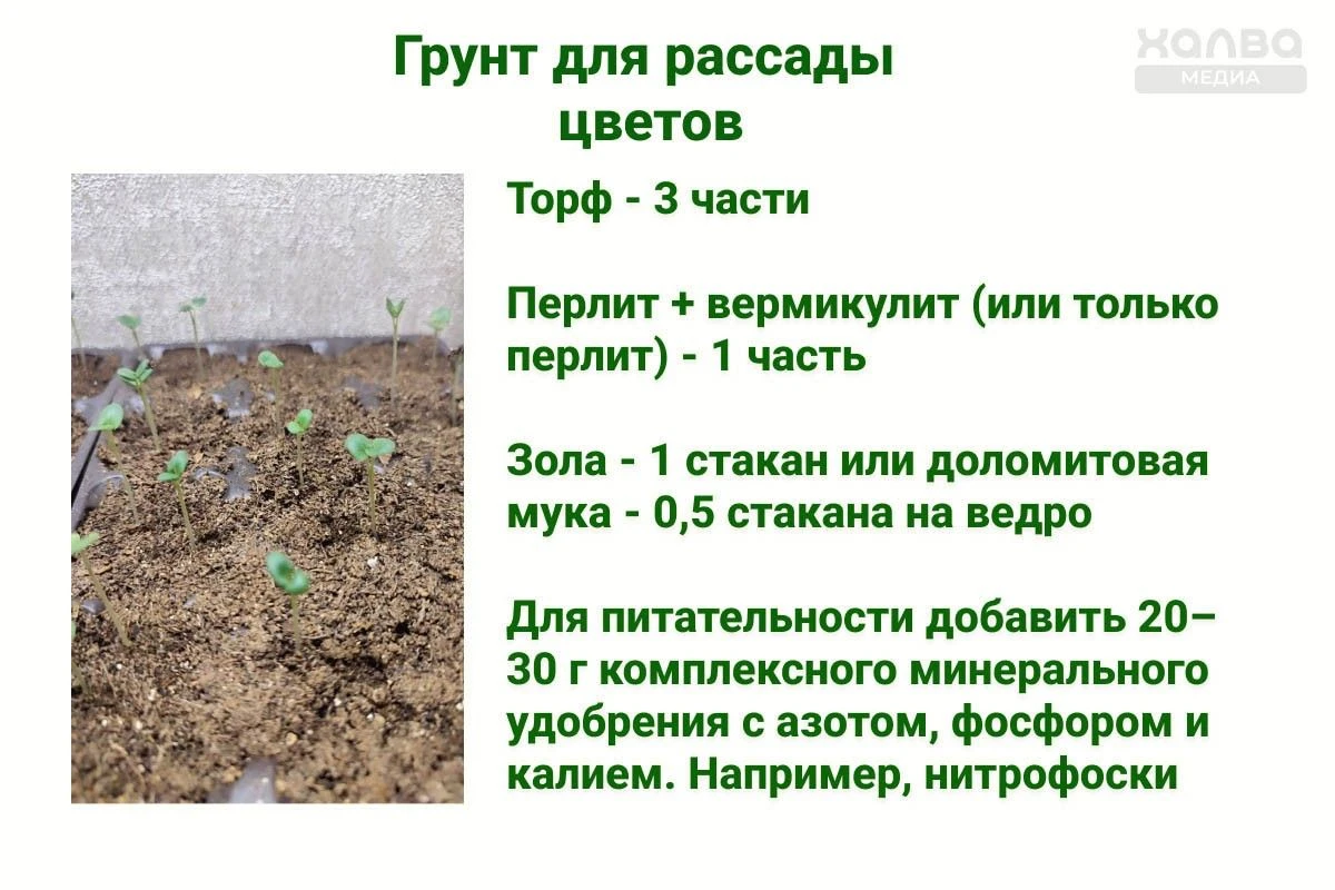 грунт для рассады цветов