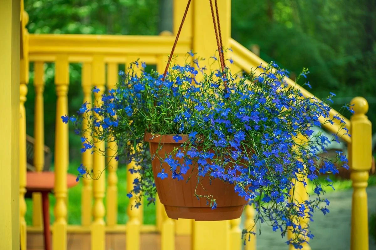 самые красивые цветы для балкона