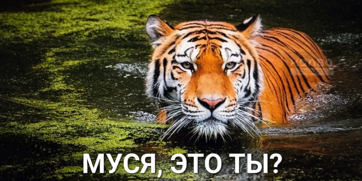 «Муся, это ты?»: откуда взялся мем про потерянную кошку и при чем тут тигр