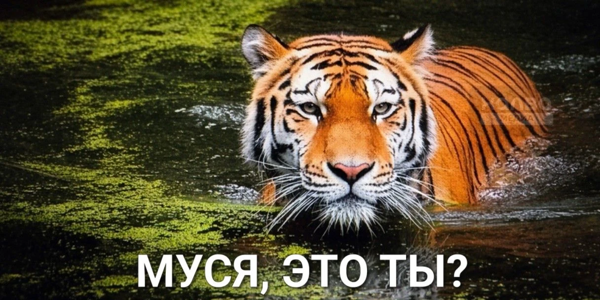«Муся, это ты?»: откуда взялся мем про потерянную кошку и при чем тут тигр
