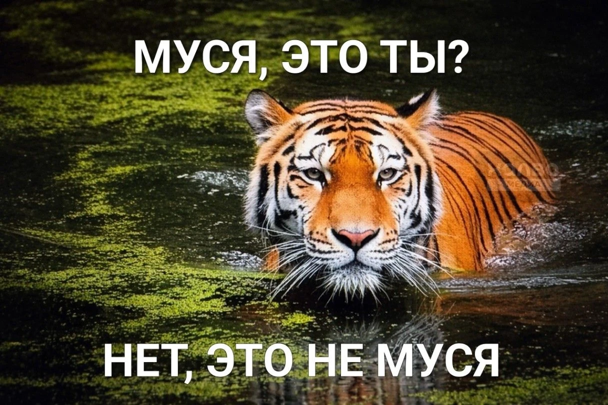 Мем Муся