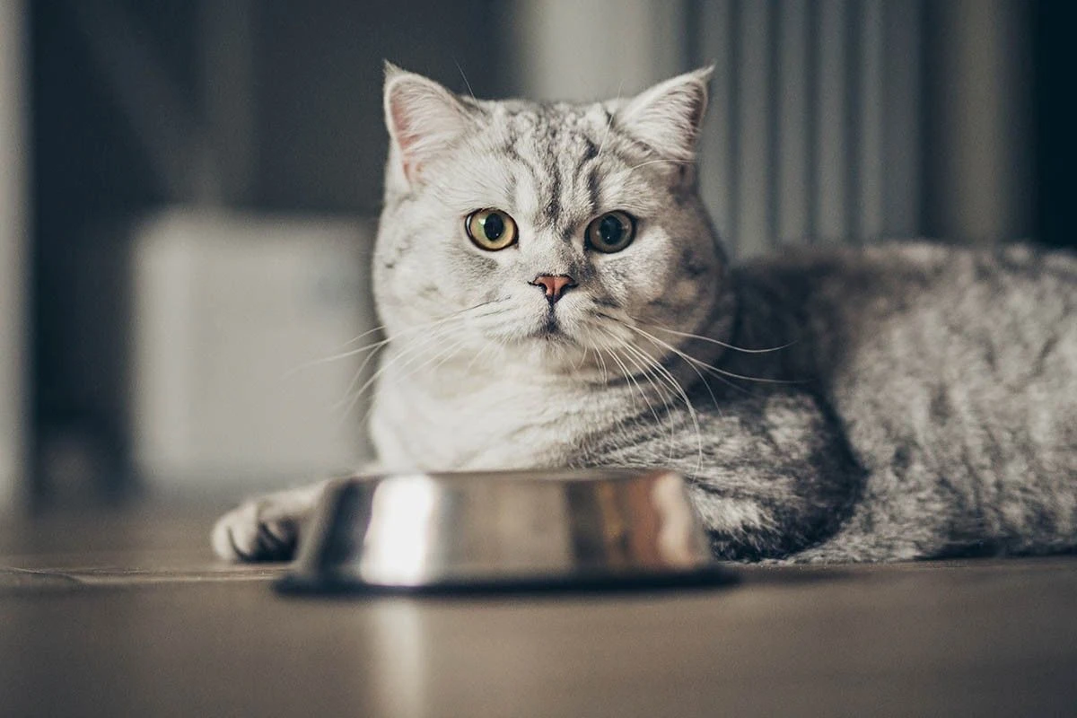 кошачий корм 