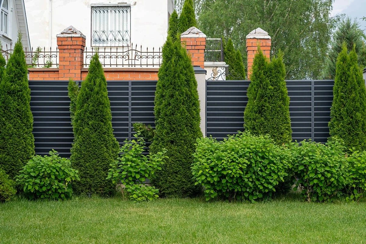 хвойные вдоль забора
