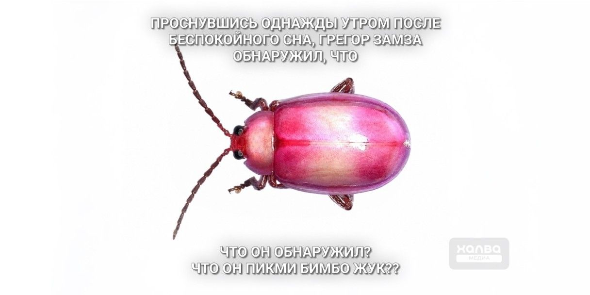 «Проснулся, а я пикми бимбо жук»: как новый мем переписывает Кафку