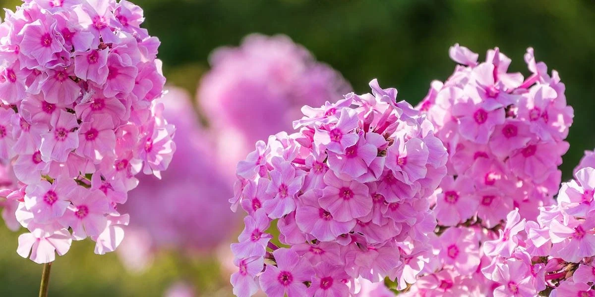 Флоксы: полное руководство по посадке, уходу и размножению