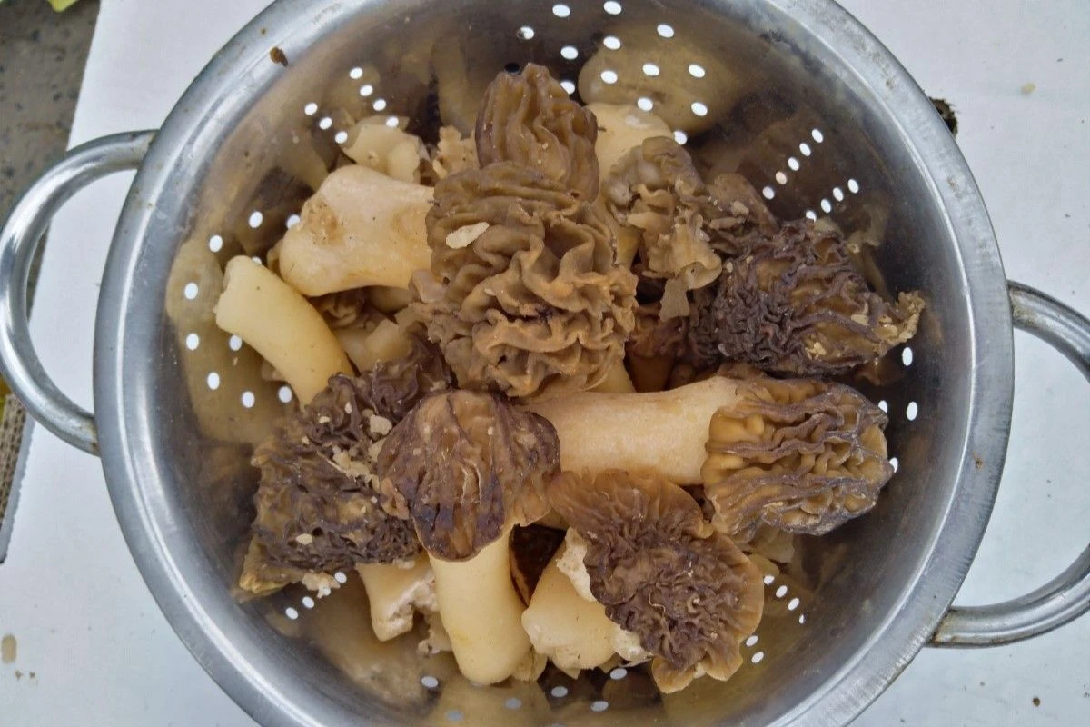 сморчки