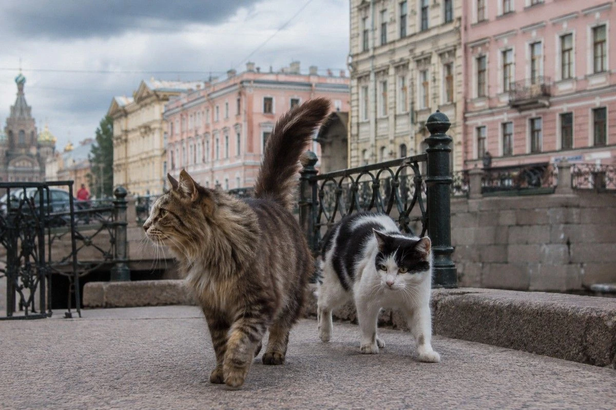 когда день котов