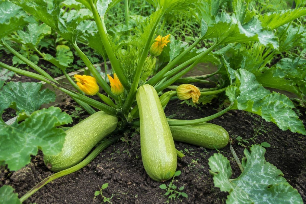 растут на кусте