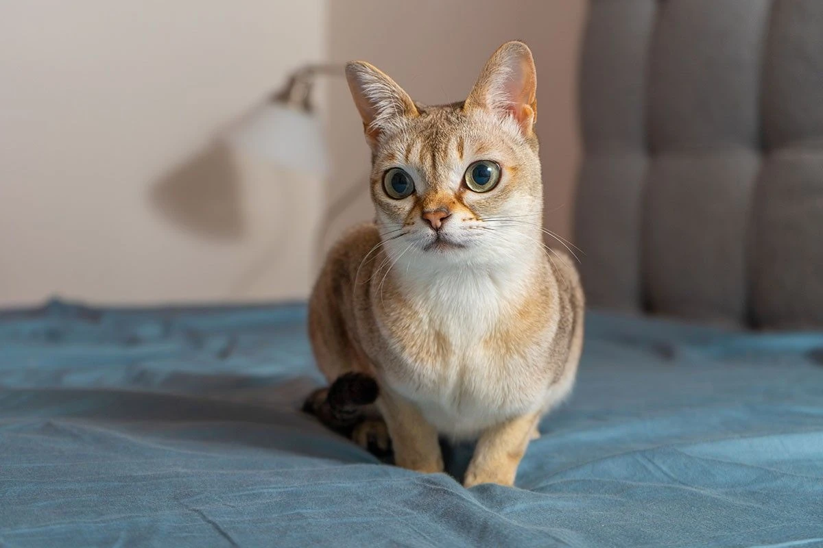 самые маленькие коты