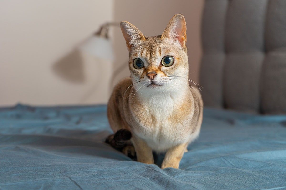 самые маленькие коты