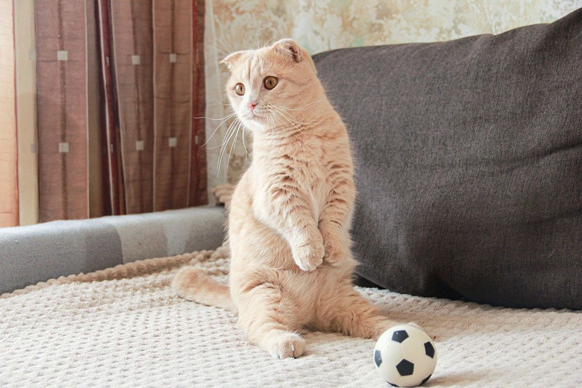 самые маленькие кошки