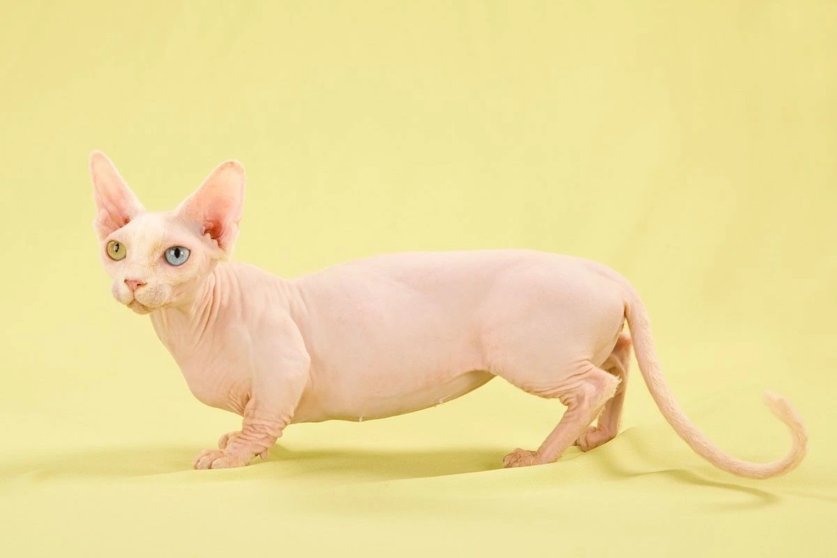 самые маленькие кошки
