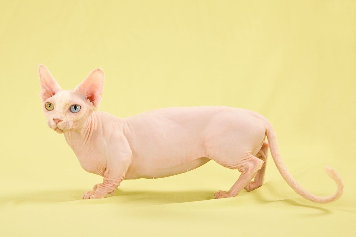 самые маленькие кошки