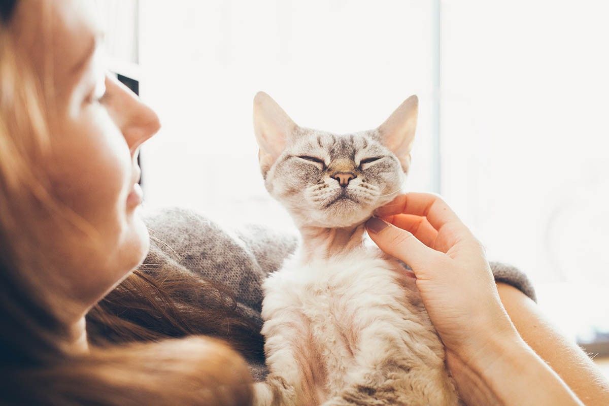аллергия на кошек