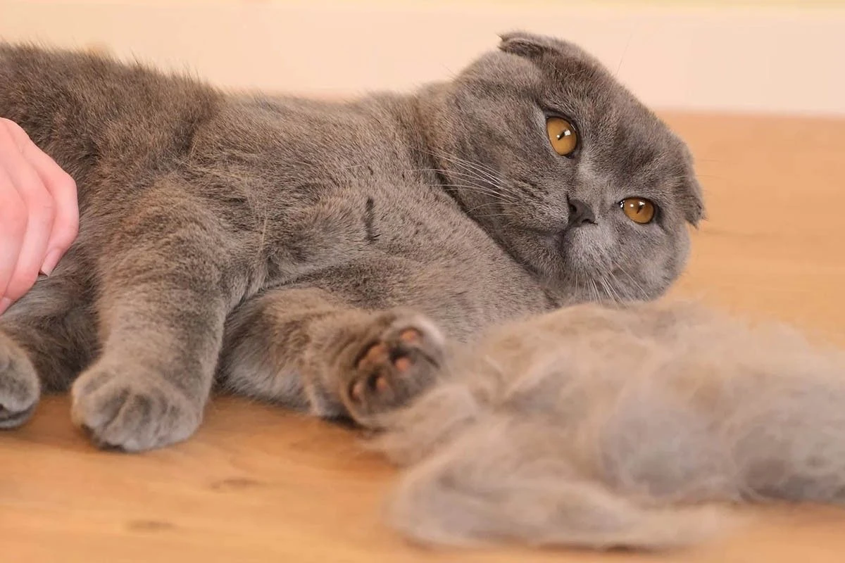аллергия на кота 
