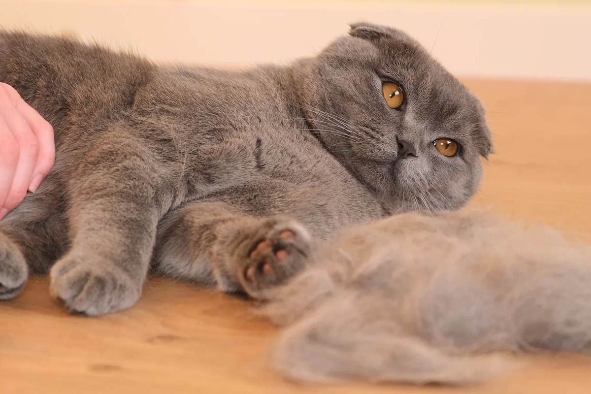 аллергия на кота 