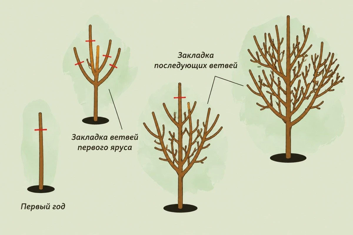 как обрезать сливу