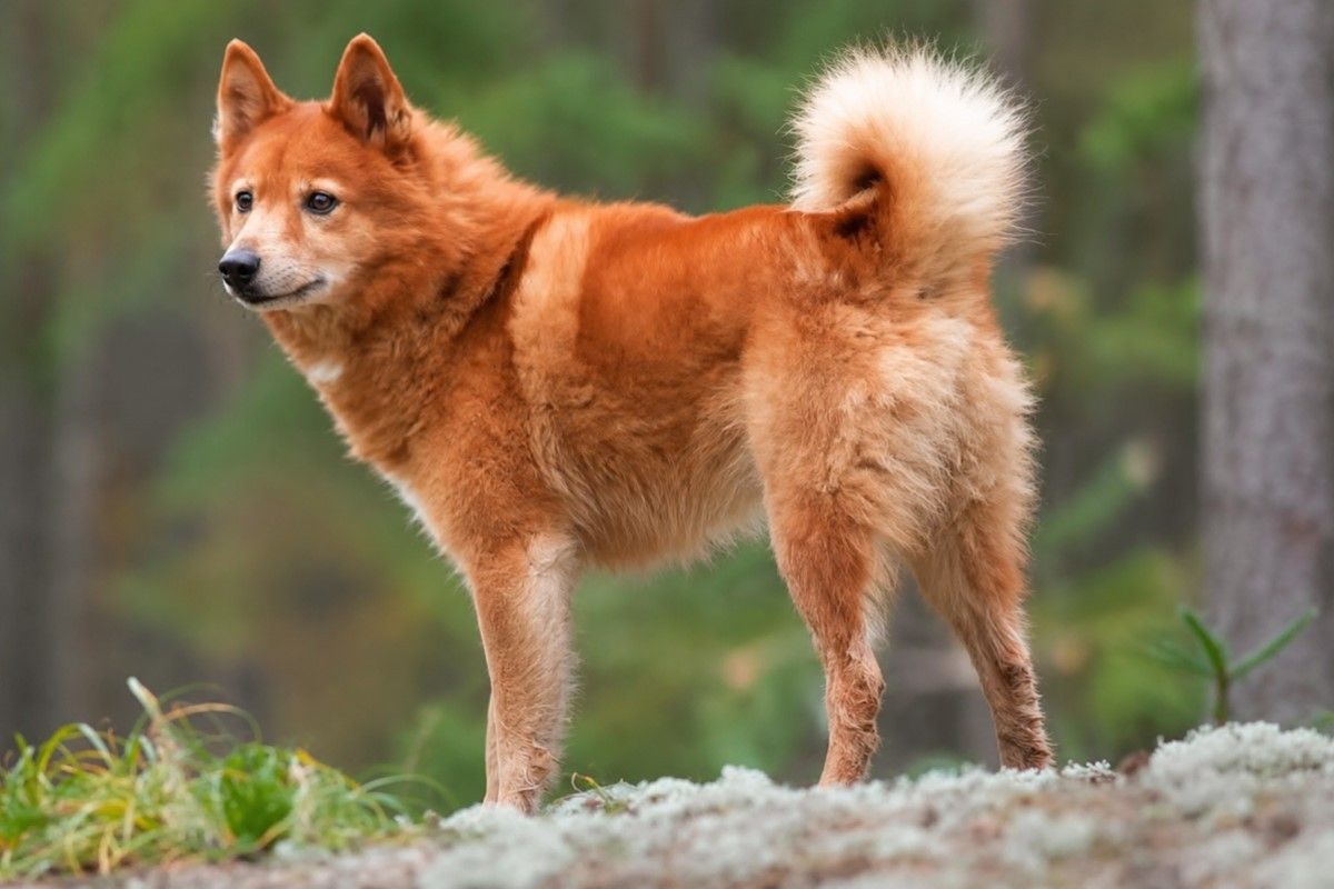 финский шпиц