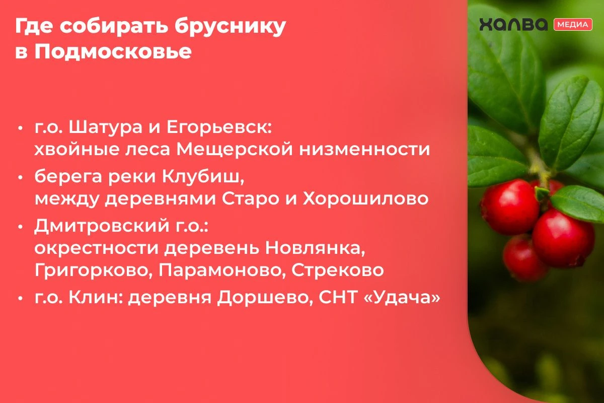 где растет брусника