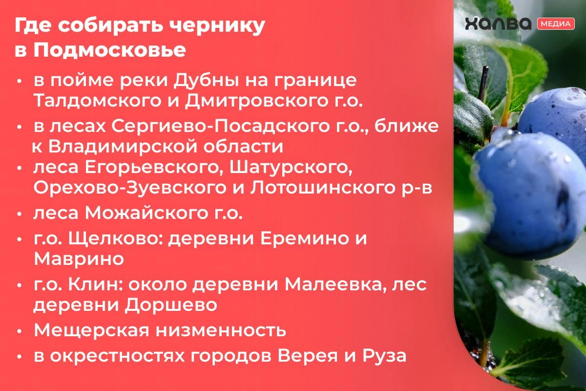 где растет черника