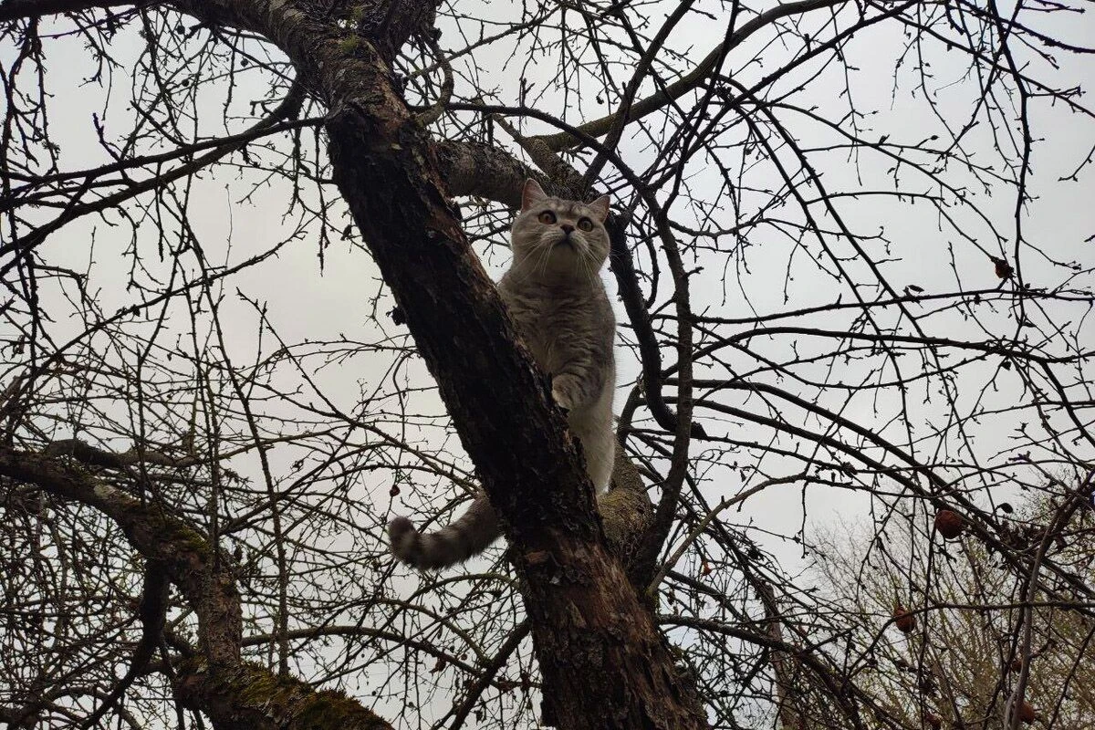 кошки дерево активность