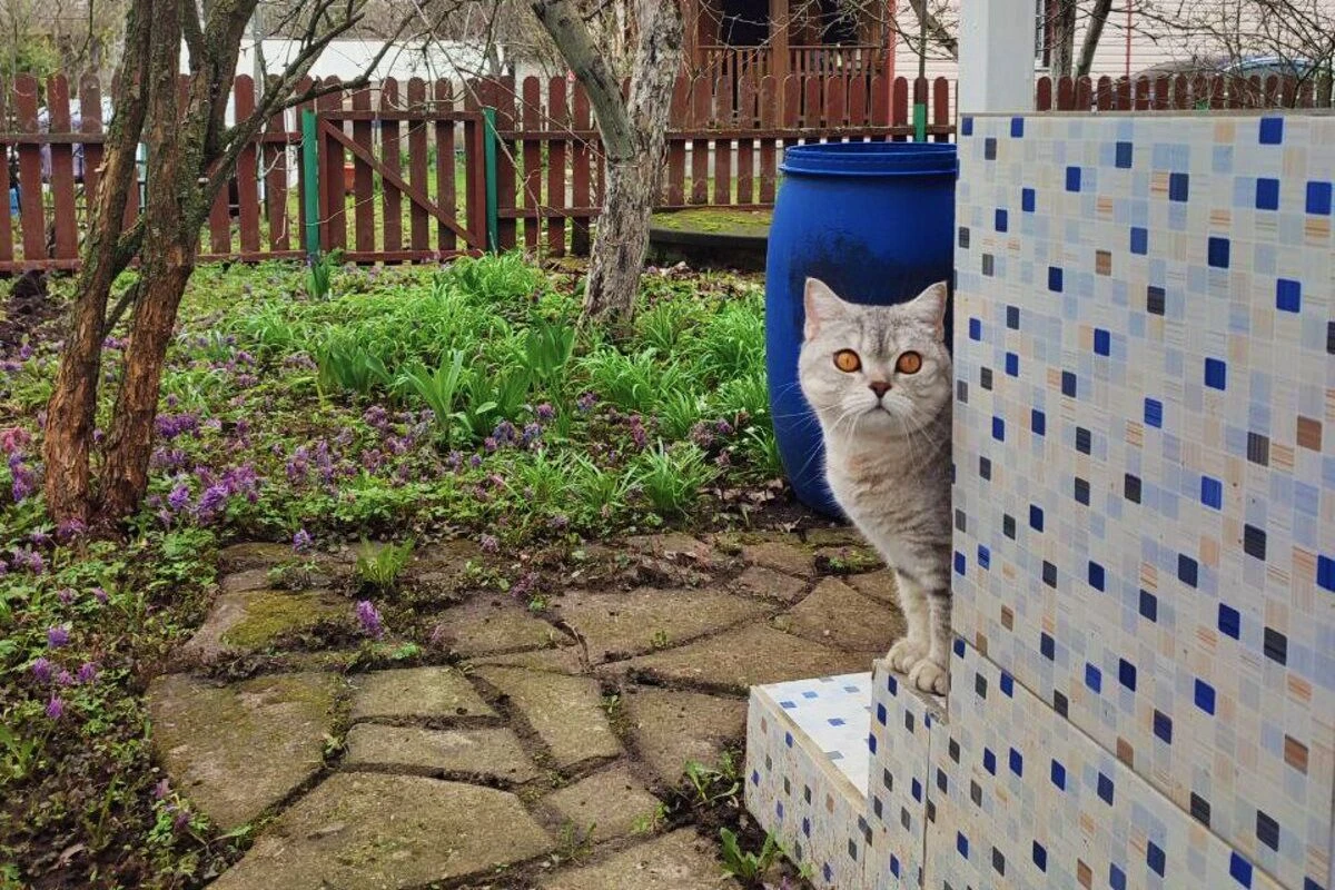 кошки дача выгул