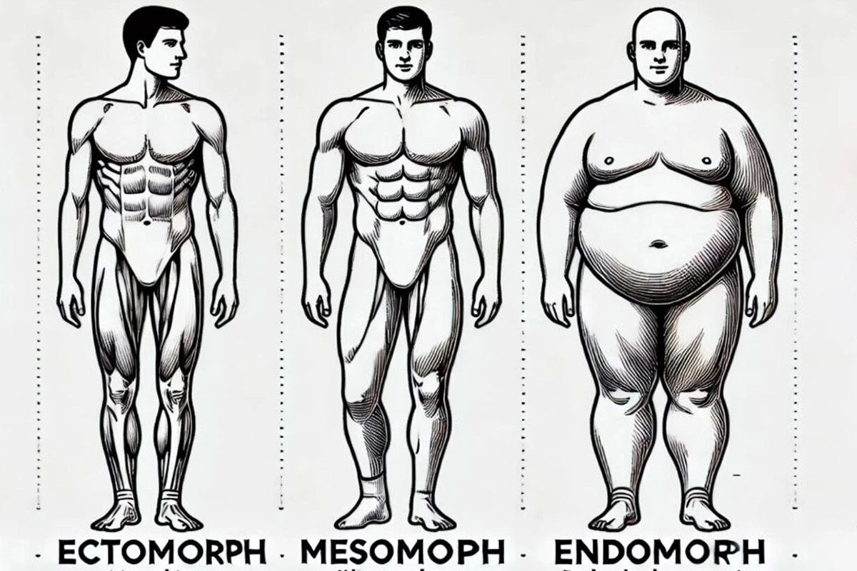 типы телосложения