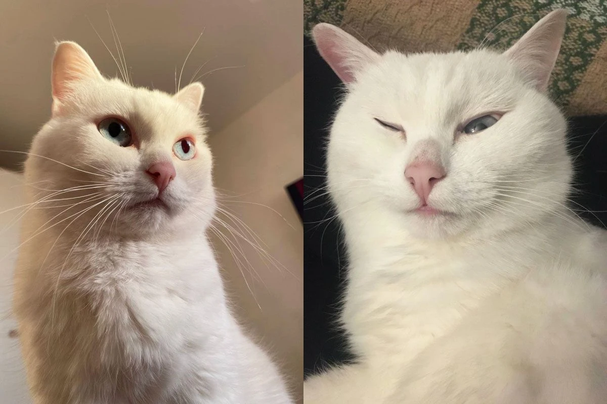 кошки ярославль