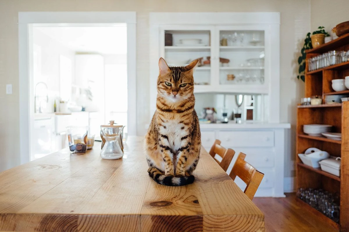 кот дом