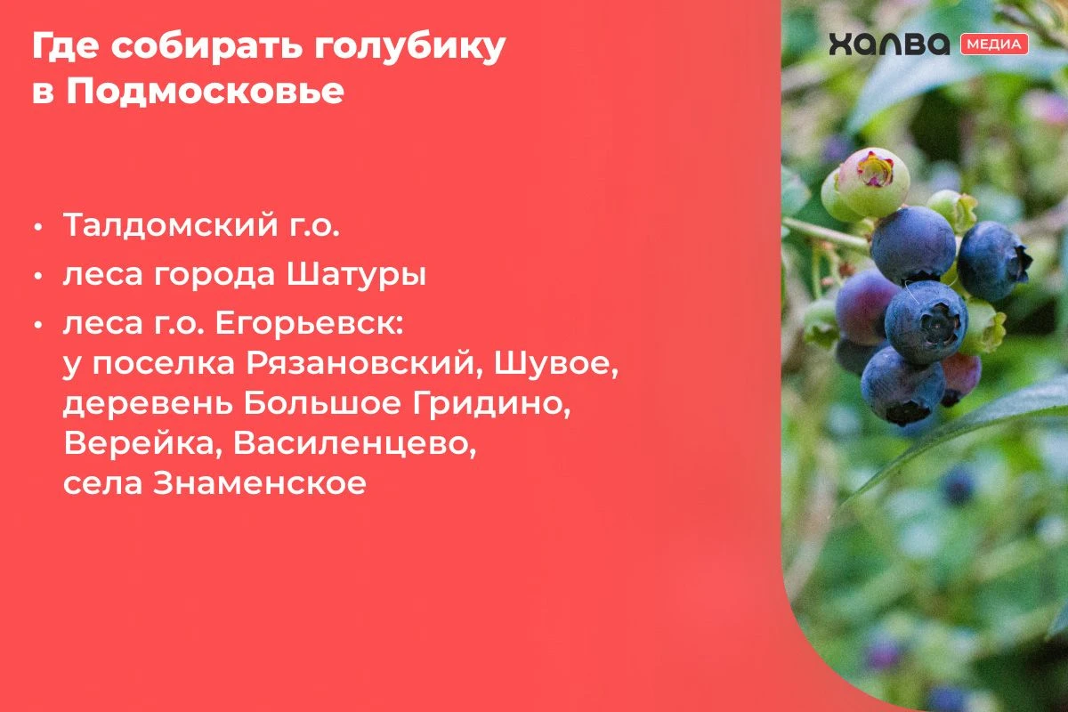 где растет голубика