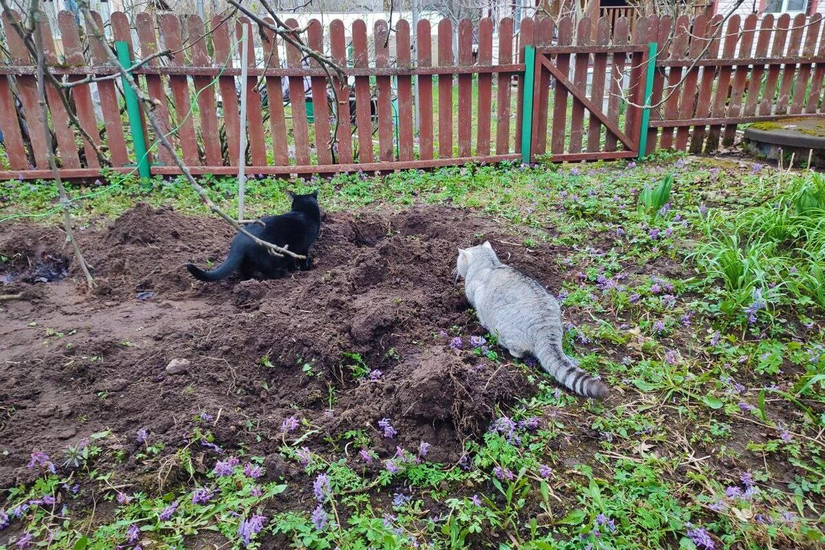 кошки грядка забор