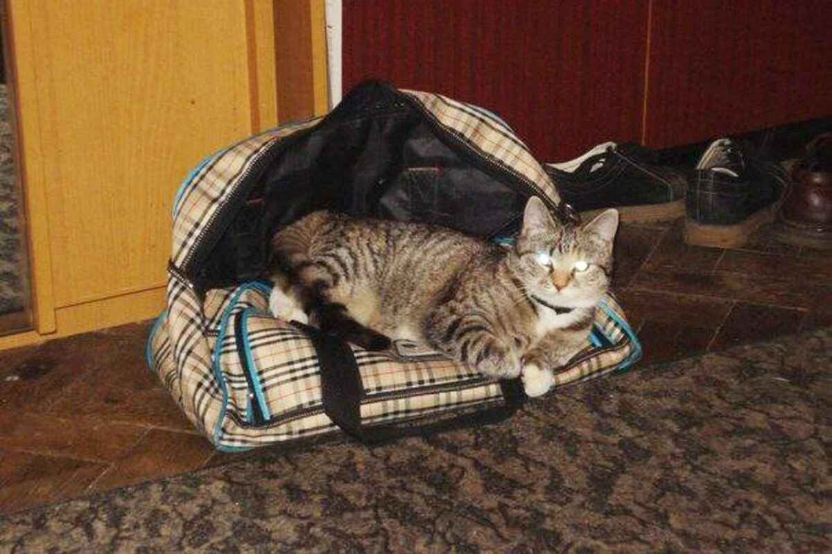 кошка лежит на сумке