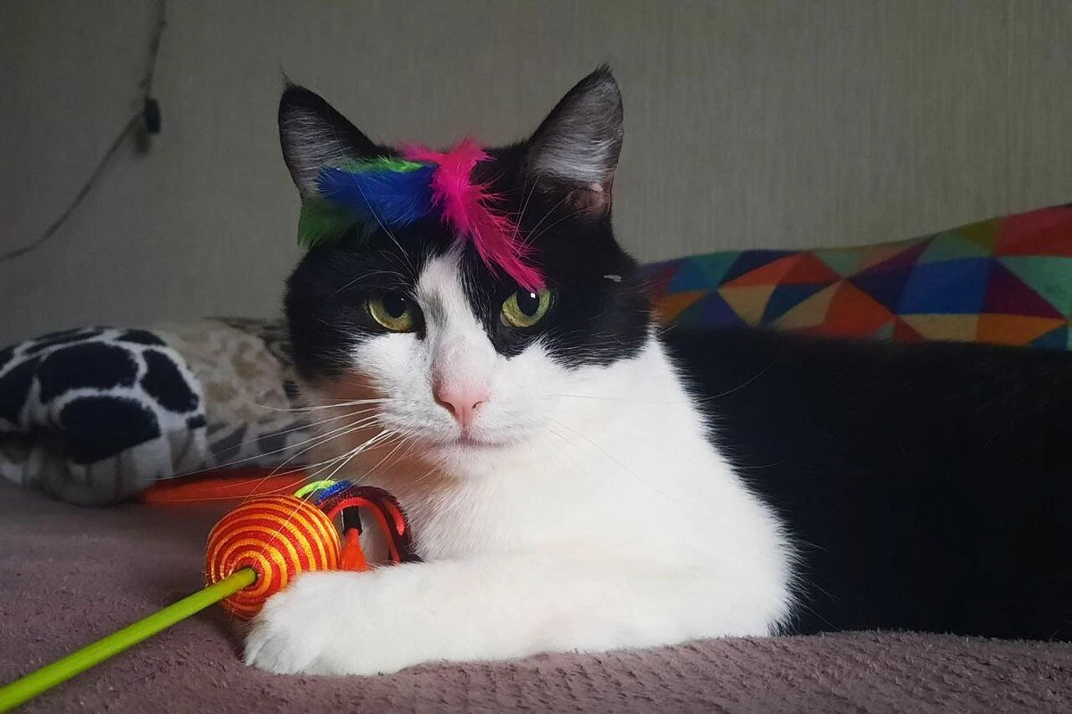 кот игрушка перья
