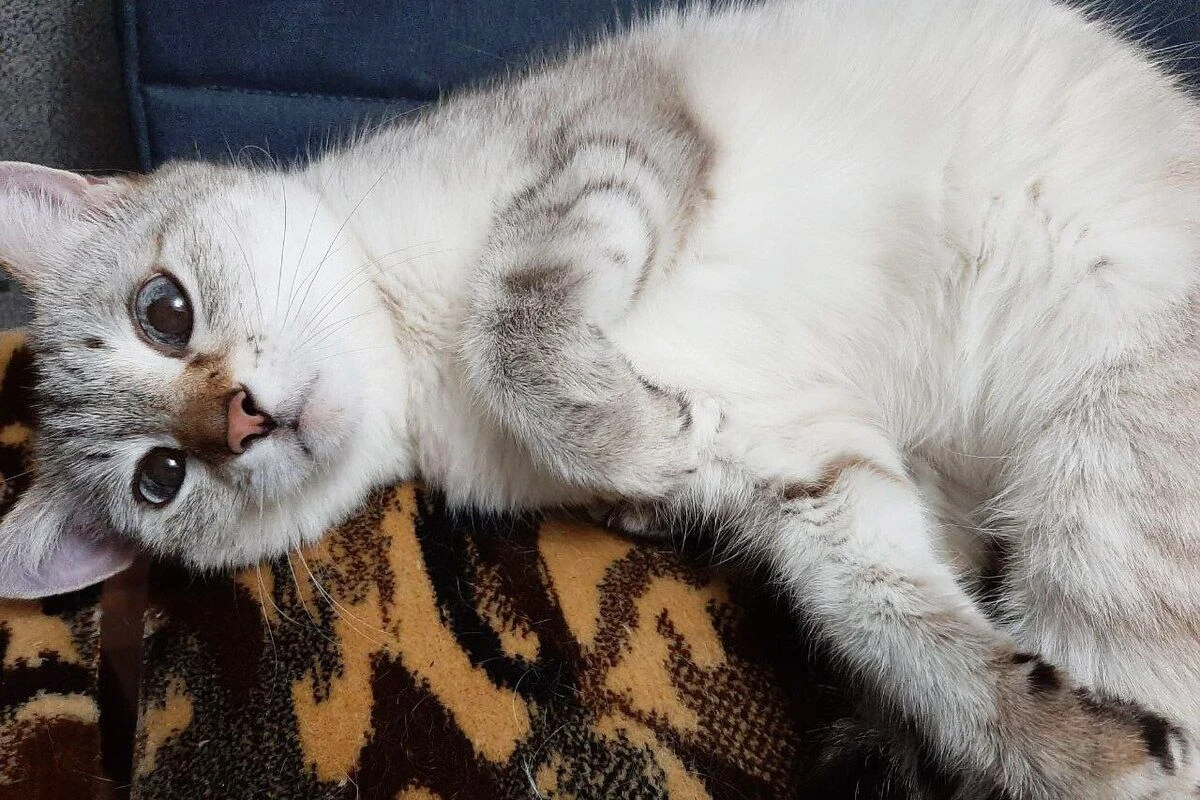 как ухаживать за котенком
