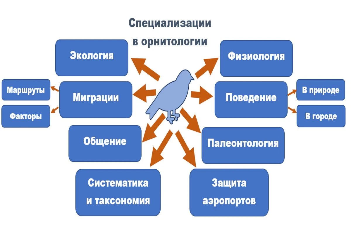 орнитология инфографика