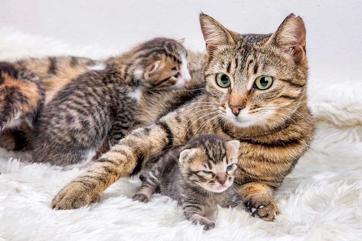 к чему снятся котята