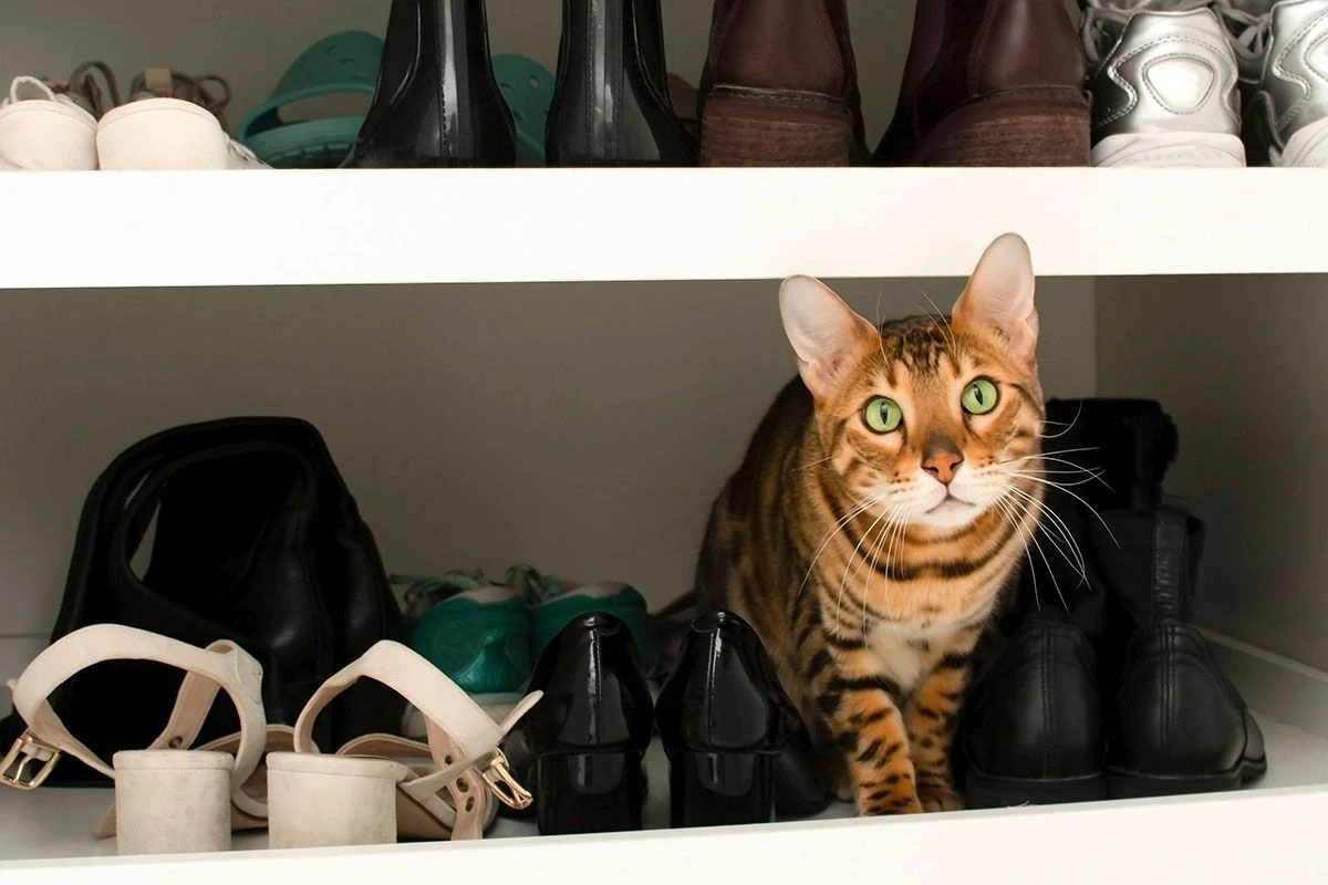 как избавиться от запаха кошачьей мочи в обуви
