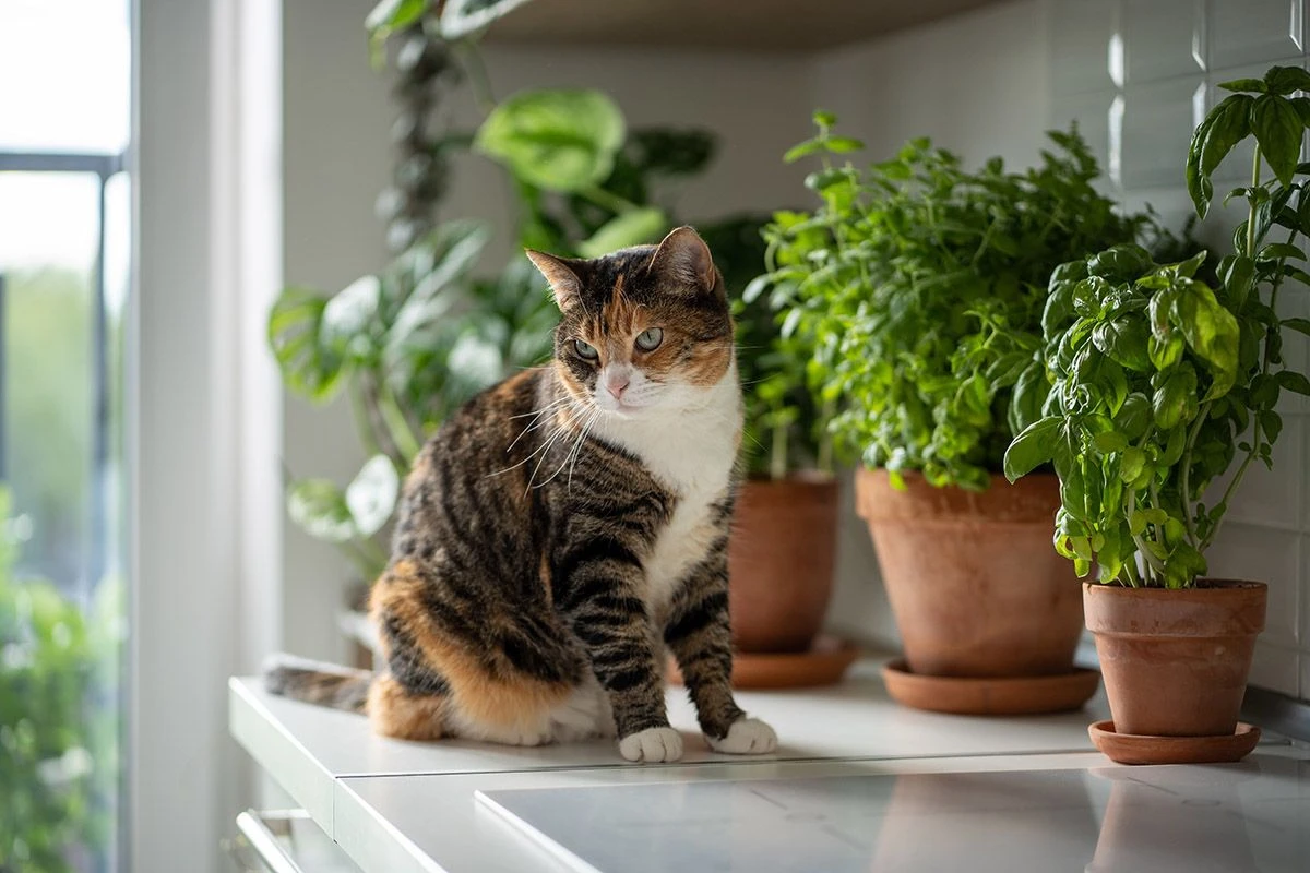 цветы растения котик 