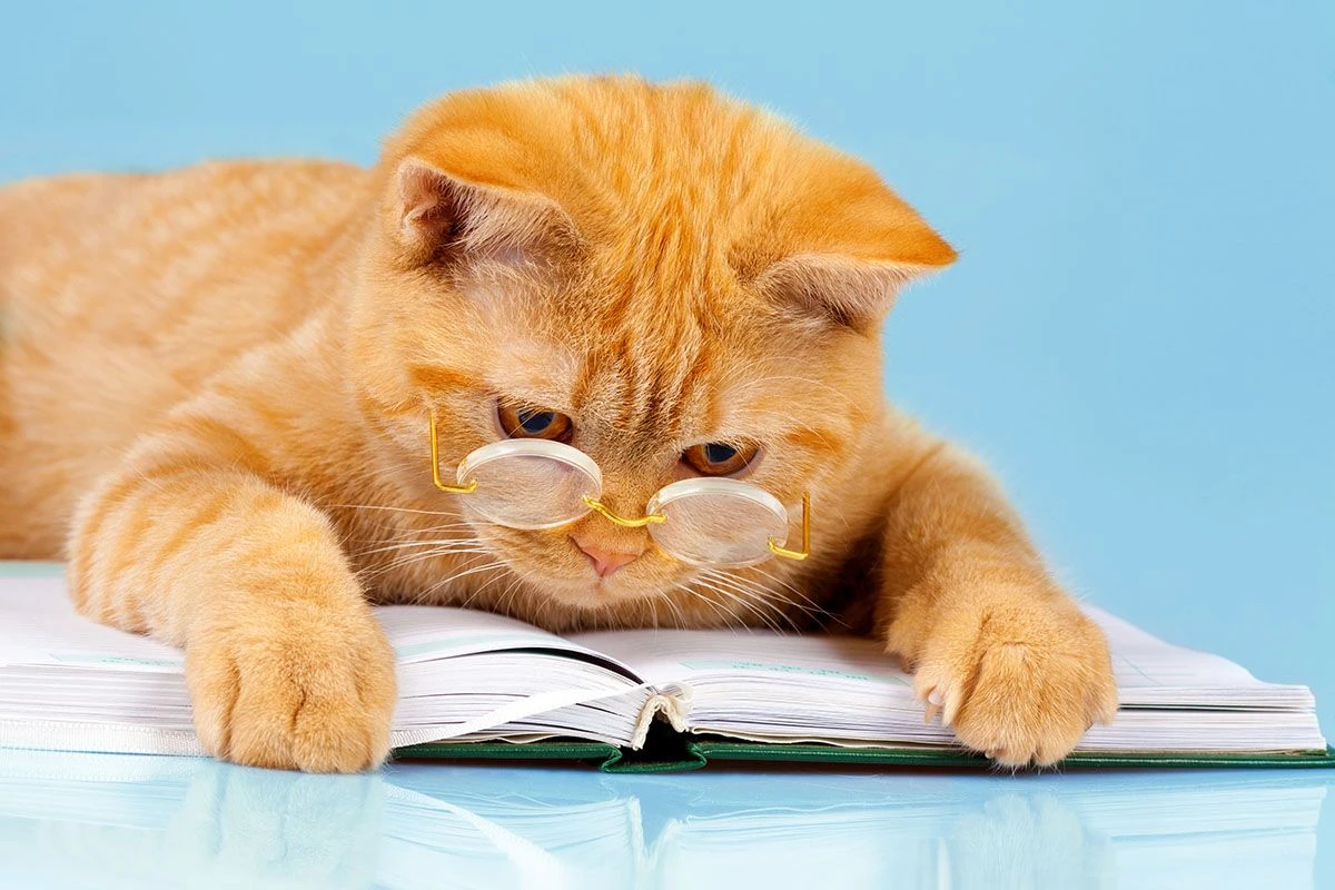 котята сонник