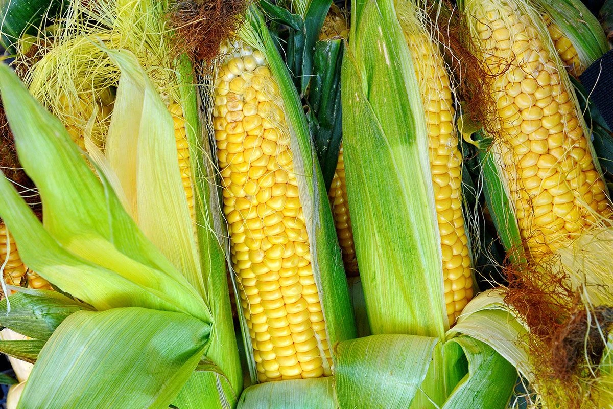 сорт кукурузы